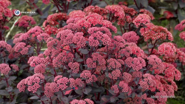 Nova zahrada - trvalky